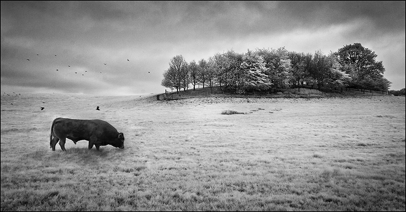 Bull on hillside - Syleham.jpg